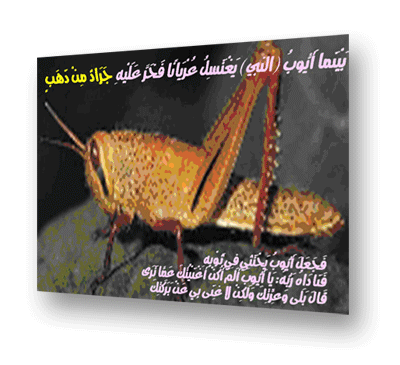 خبر في الصحيح عن جراد من ذهب